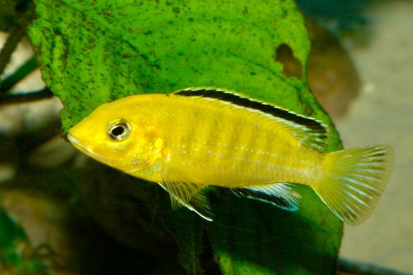 Gelber Malawibuntbarsch M (Labidochromis caeruleus yellow)